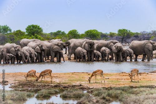 Elephants drinking at a water hole in Etosha, Namibia