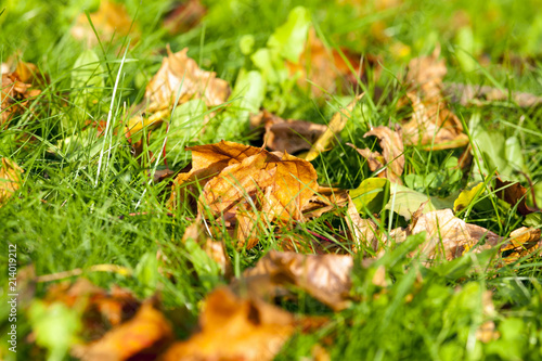 green grass and leaves