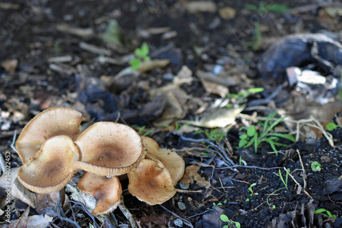 Wild Mushrooms on Forest Floor