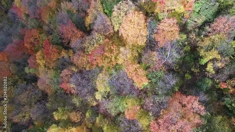 Aerial drone shot of very colorful trees in the fall. Aerial drone shot of very colorful trees in the fall.