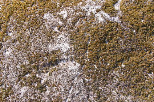 若干世界地図のようにも見える、苔の生えた岩の表面(宮城県) © misumaru51shingo