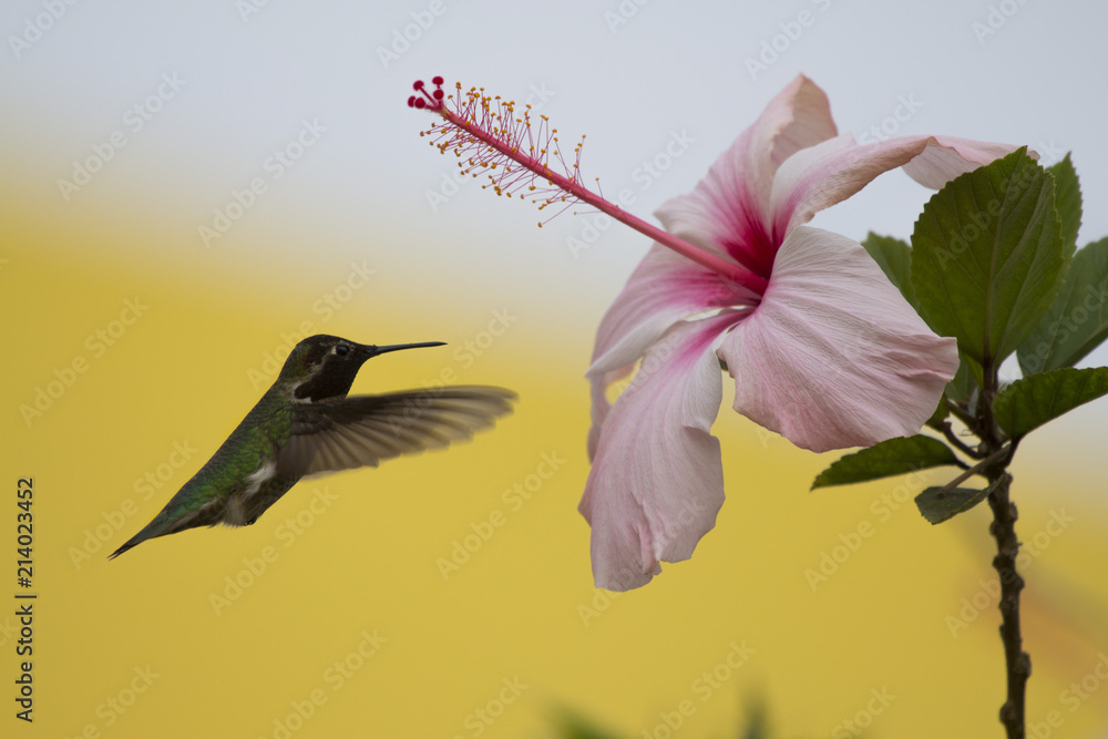 colibri mexicano
