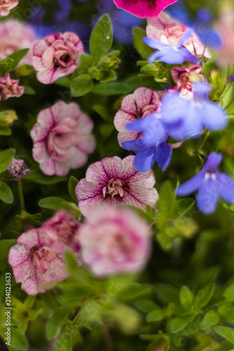 pink and purple flowers © Jamie