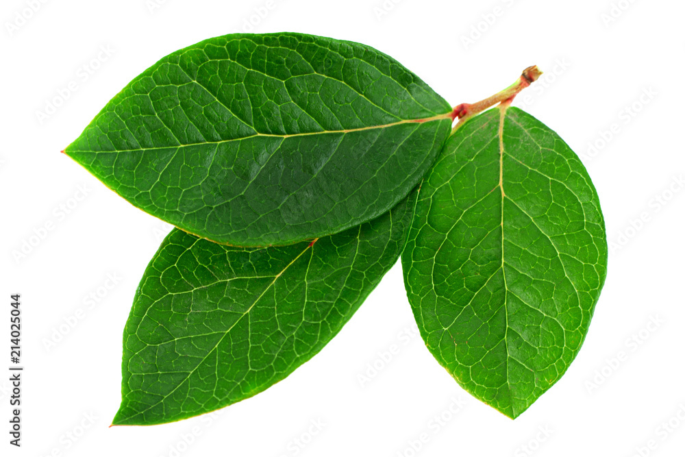 Obraz premium Blueberry leaf closeup on white