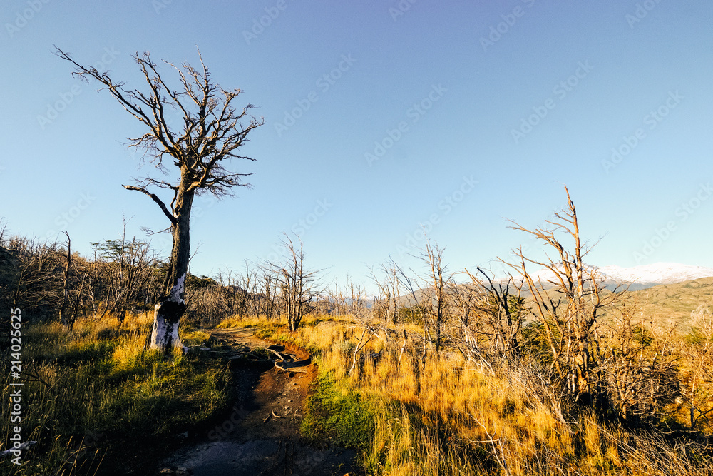 Fototapeta premium Dead trees in yellow dried grass in sunny weather