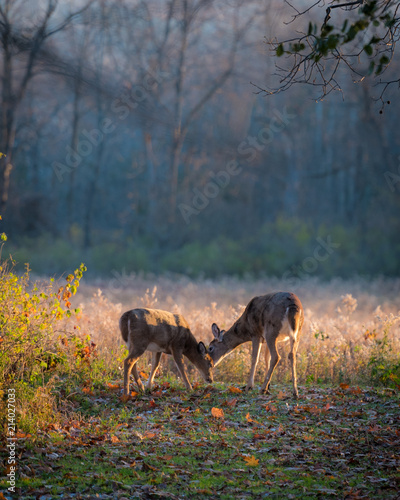 Mother and Fawn Whitetail Deer Love