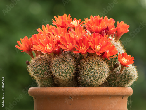 Colorful red blossoms of a small cactus photo
