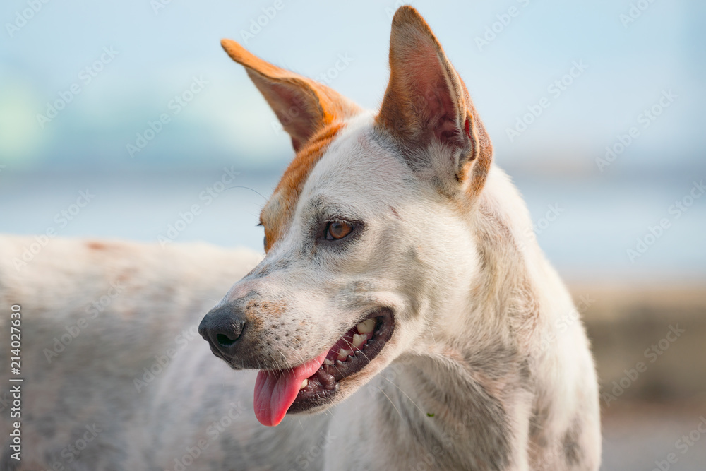 Obraz premium dog face looking to the side