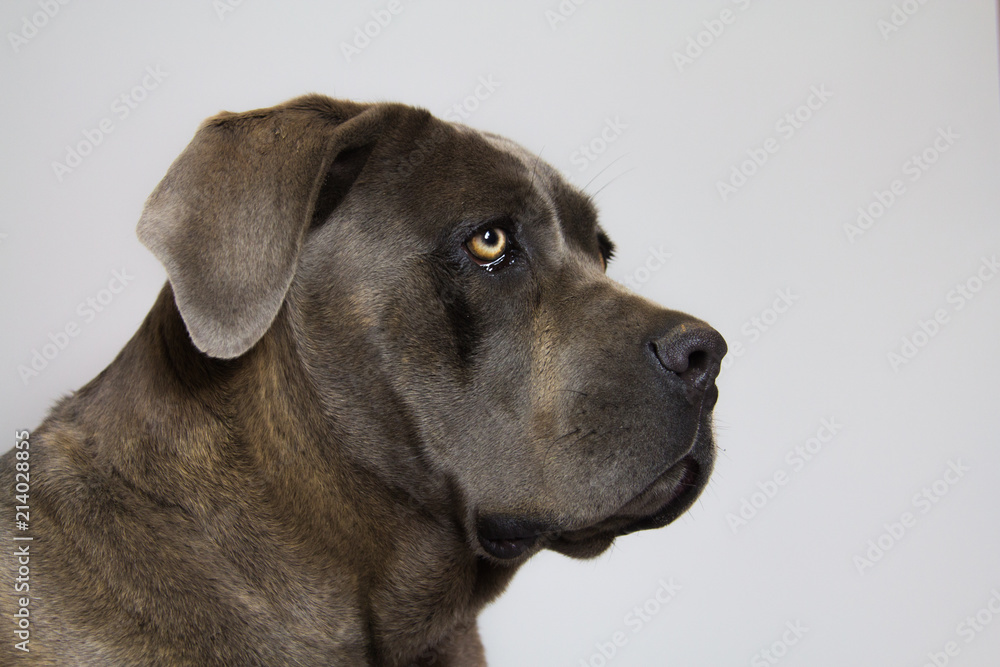 cane corso cane corso