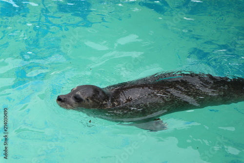Seal in azure water