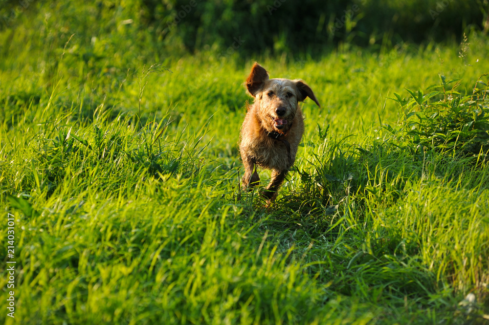 Running dog Running dog
