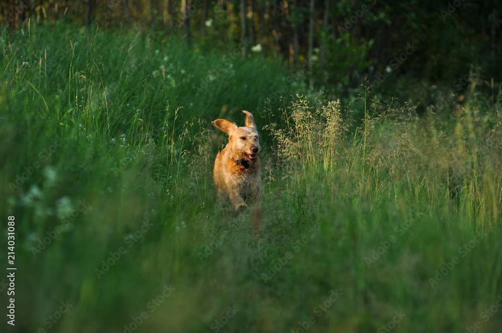 Naklejka premium Running dog