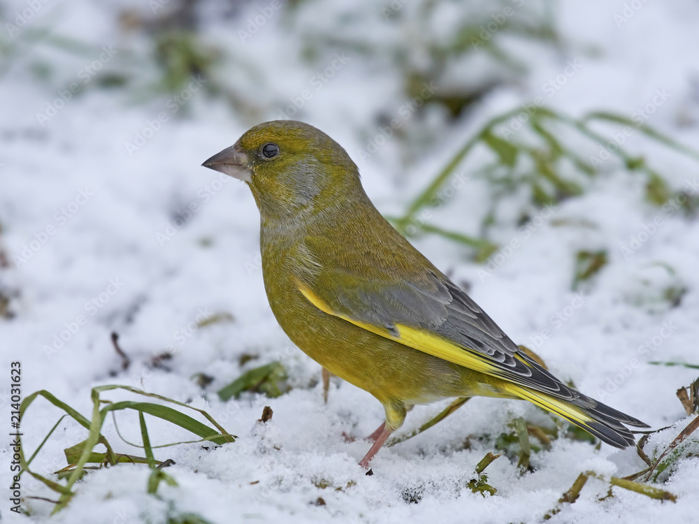 European greenfinch (Chloris chloris)