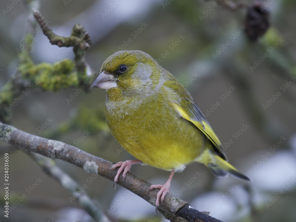 Obraz premium European greenfinch (Chloris chloris)