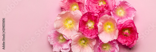 Summer mallow flowers pink background. Minimalism beauty holiday