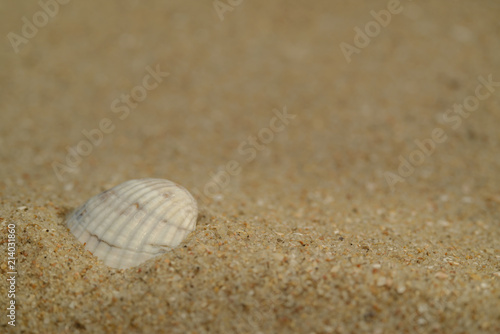 sand texture - background