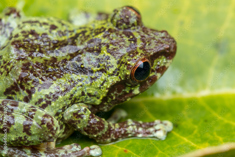 Macro image of detail frog in deep jungle at Borneo Island Macro image of detail frog in deep jungle at Borneo Island