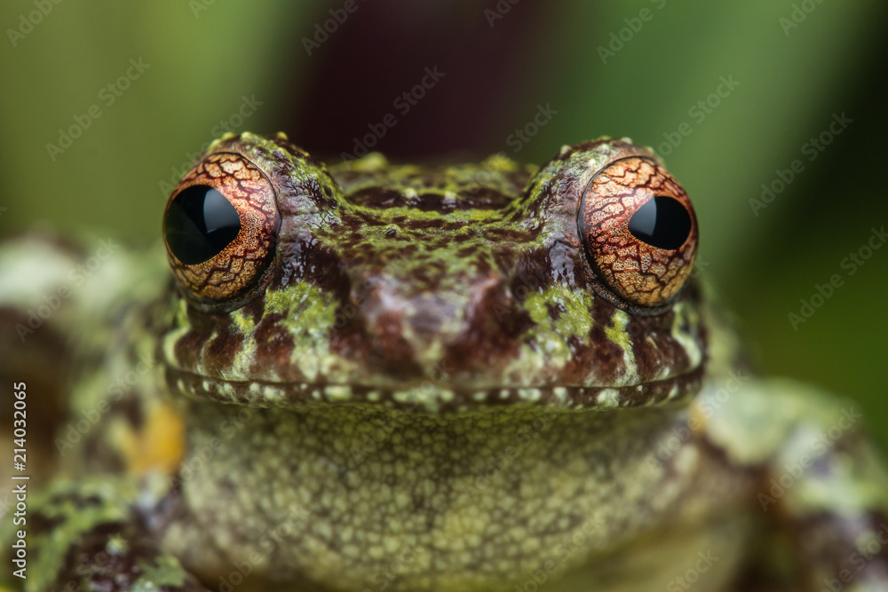 Fototapeta premium Macro image of detail frog in deep jungle at Borneo Island