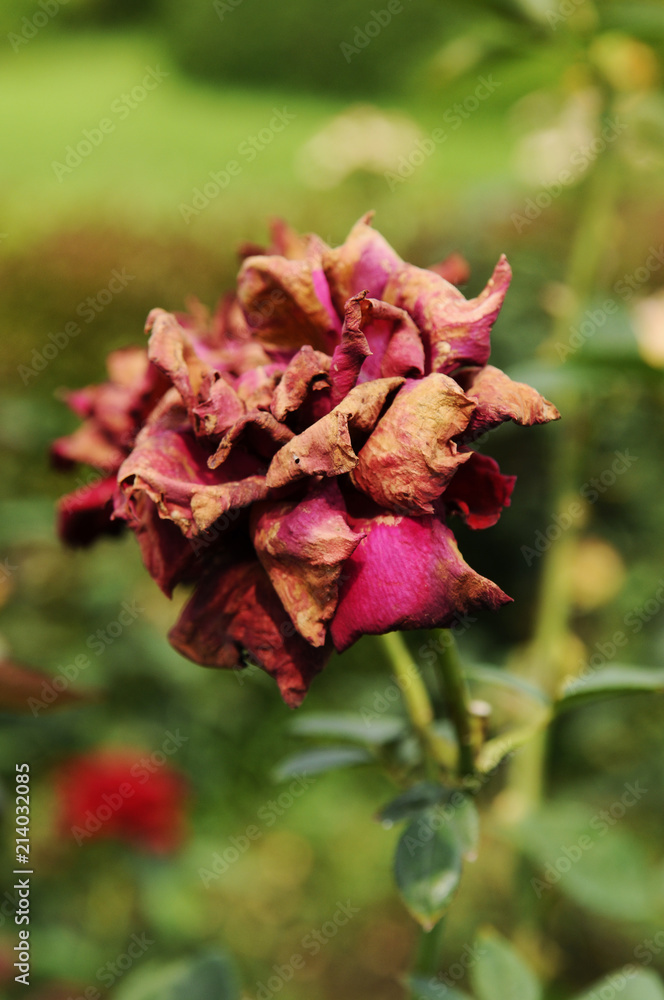 枯れたバラの花 Stock Photo Adobe Stock