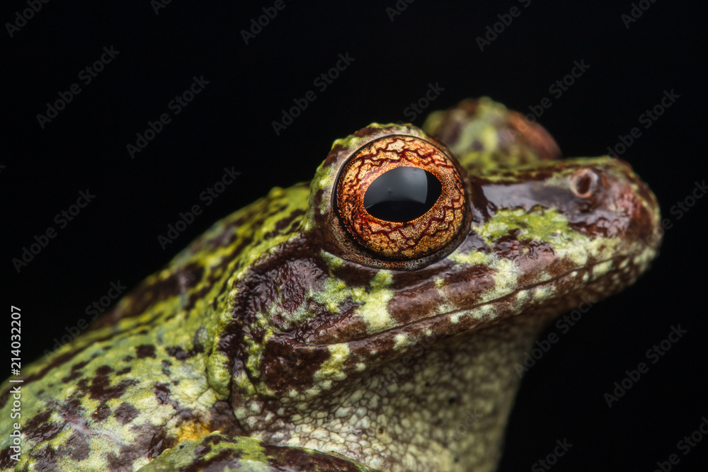 Macro image of detail frog in deep jungle at Borneo Island Macro image of detail frog in deep jungle at Borneo Island