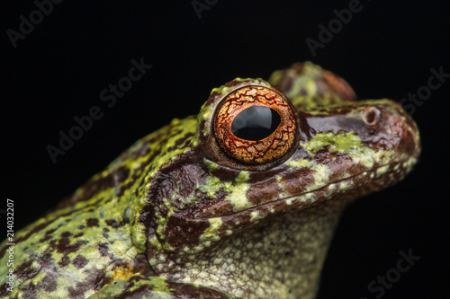 Macro image of detail frog in deep jungle at Borneo Island