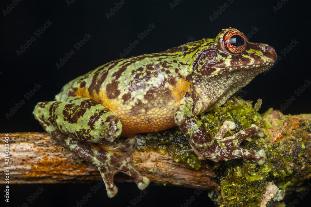 Macro image of detail frog in deep jungle at Borneo Island Macro image of detail frog in deep jungle at Borneo Island
