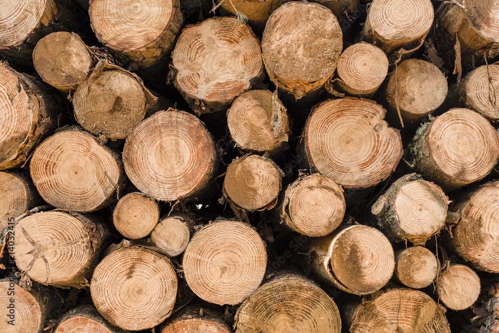 Wood log pile background for lumber industry Wood log pile background for lumber industry