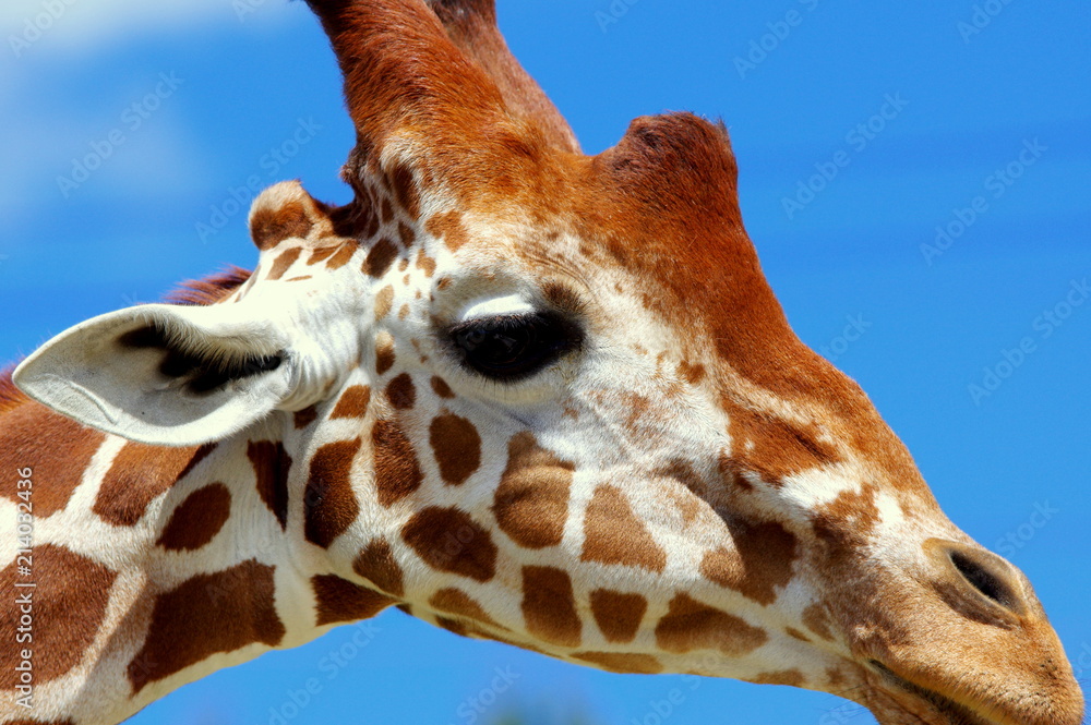 Fototapeta premium Zbliżenie głowy żyrafy na tle błękitnego nieba