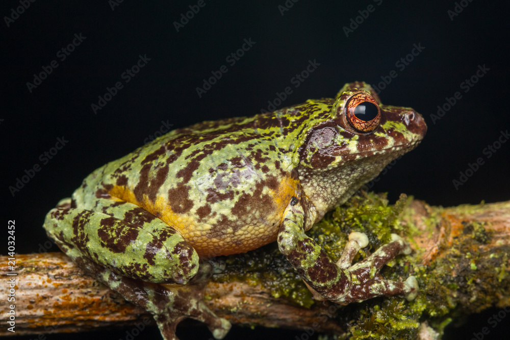 Macro image of detail frog in deep jungle at Borneo Island Macro image of detail frog in deep jungle at Borneo Island