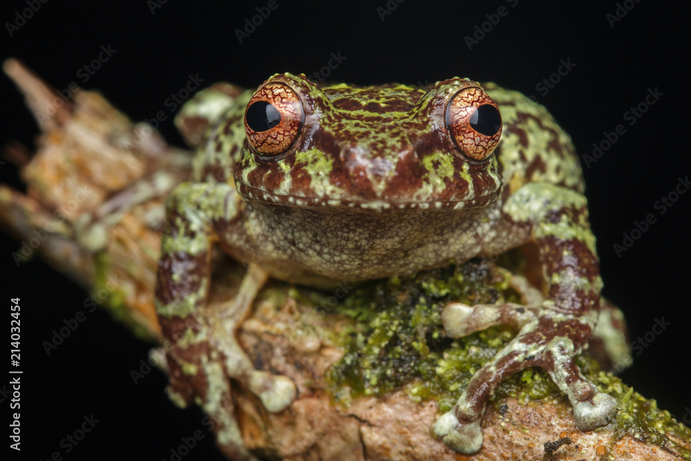 Fototapeta premium Macro image of detail frog in deep jungle at Borneo Island