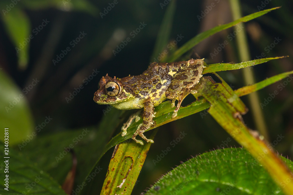 Macro Image of Beautiful frog of Borneo Island Macro Image of Beautiful frog of Borneo Island