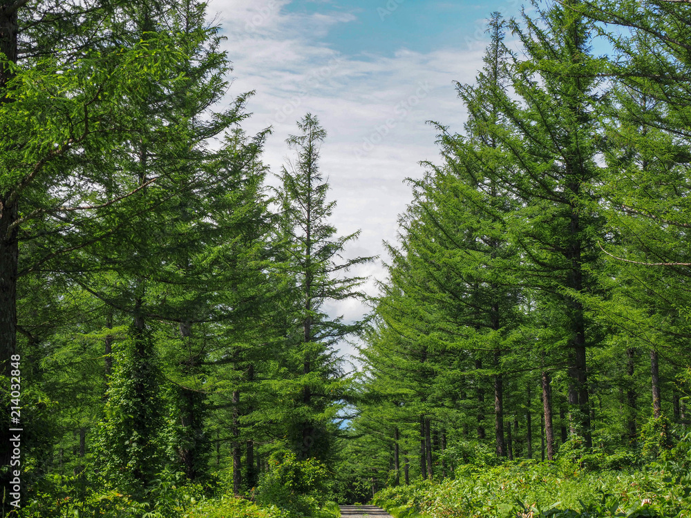 夏の北海道 新緑のカラマツ林 Stock Photo | Adobe Stock