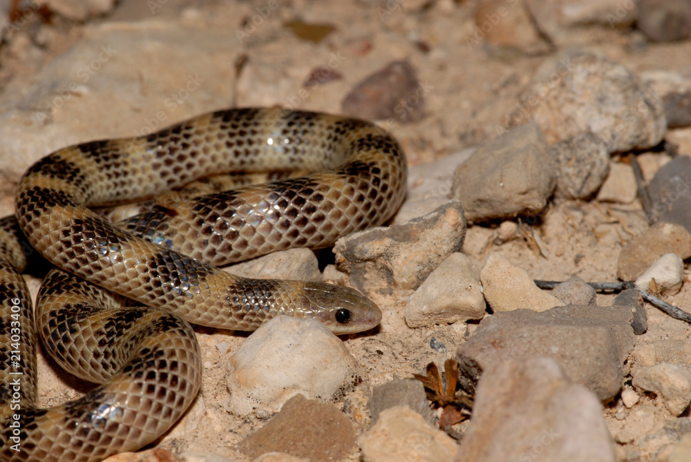 Obraz premium Western ground snake