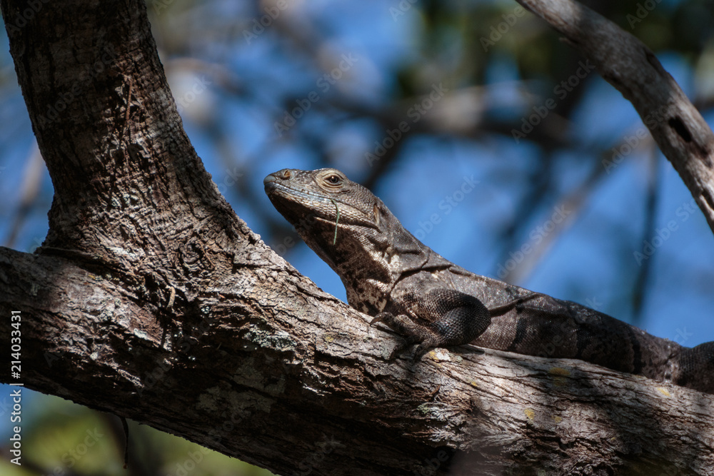 Iguana en árbol Iguana en árbol