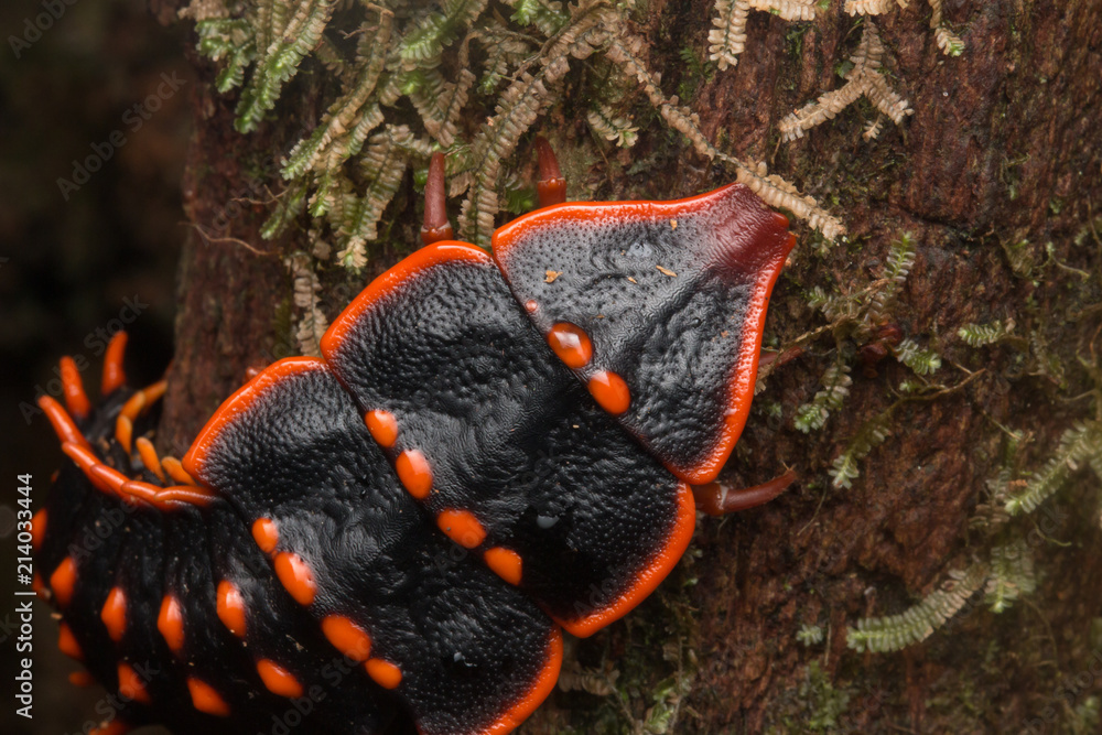 Trilobite Beetle , Close-Up of Trilobite Beetle , Duliticola, a rare insect of Borneo. Trilobite Beetle , Close-Up of Trilobite Beetle , Duliticola, a rare insect of Borneo.