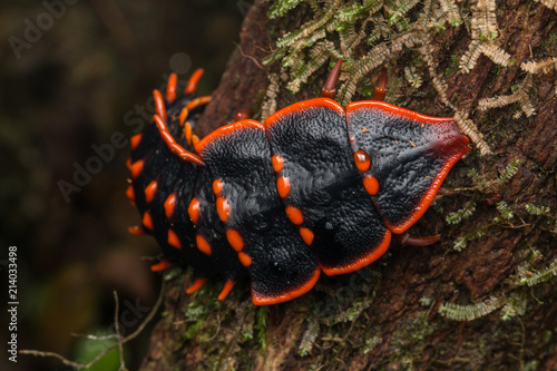 Trilobite Beetle , Close-Up of Trilobite Beetle , Duliticola, a rare insect of Borneo.