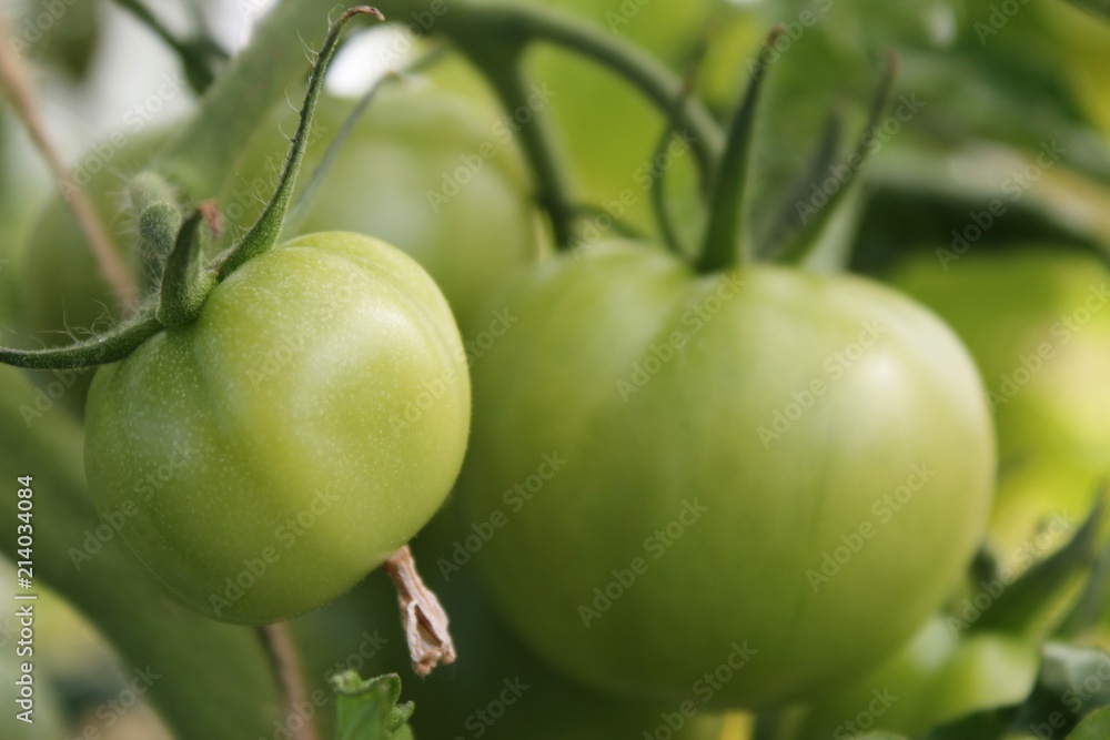 Green tomatoes on a branch