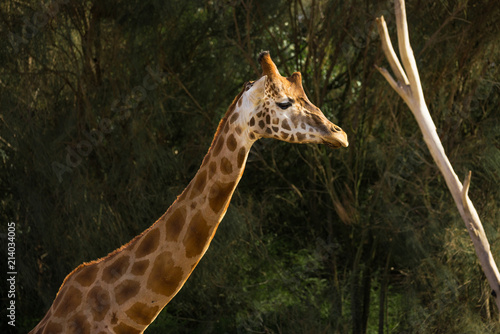 Giraffe against a green background