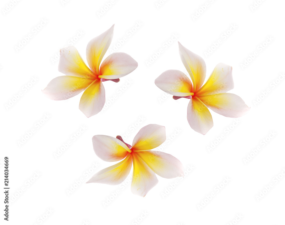 Fototapeta premium frangipani flower isolated on white