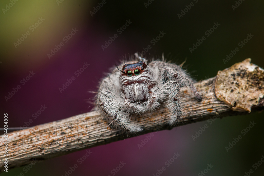 Jumping Spider on green moss with blur background , Close-up of Jumping Spider , Jumping Spider of Borneo Jumping Spider on green moss with blur background , Close-up of Jumping Spider , Jumping Spider of Borneo