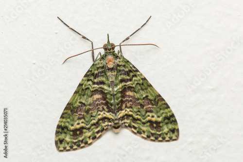 Nature scene of Moth at Borneo Island
