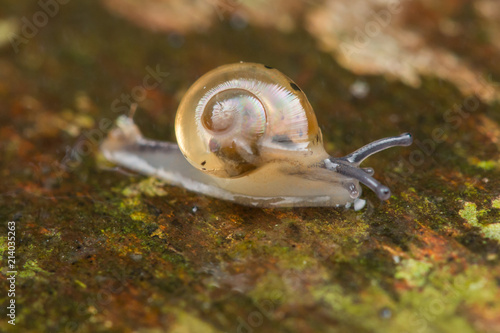 Macro Image of Snail of Borneo Island