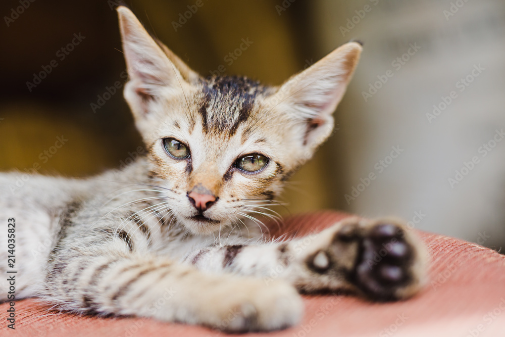 Close up of Cute Nepali Kitten Playing at Home Close up of Cute Nepali Kitten Playing at Home