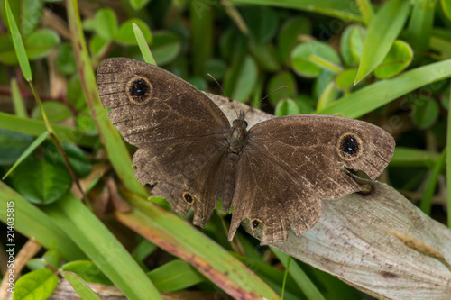 Nature scene of Moth at Borneo Island