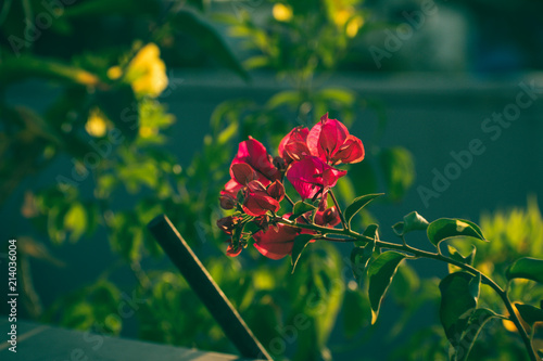 Red Flowers in Sun Light
