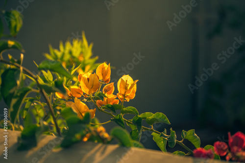 Yellow Flower In sun Light