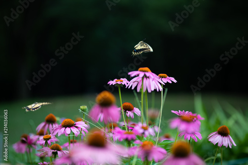 ピンク色のエキナセアの花とキアゲハ