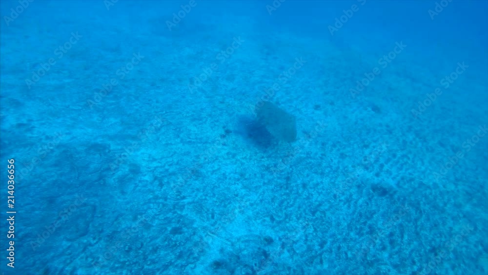 A butterfly ray swimming away A butterfly ray swimming away