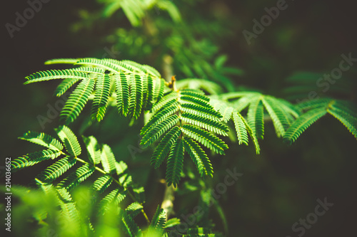 Tree Leafs in Summer