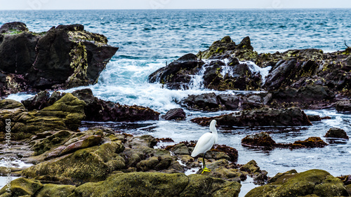Waves hitting cliffs. California. USA. Snowy Egret on the rocks.
